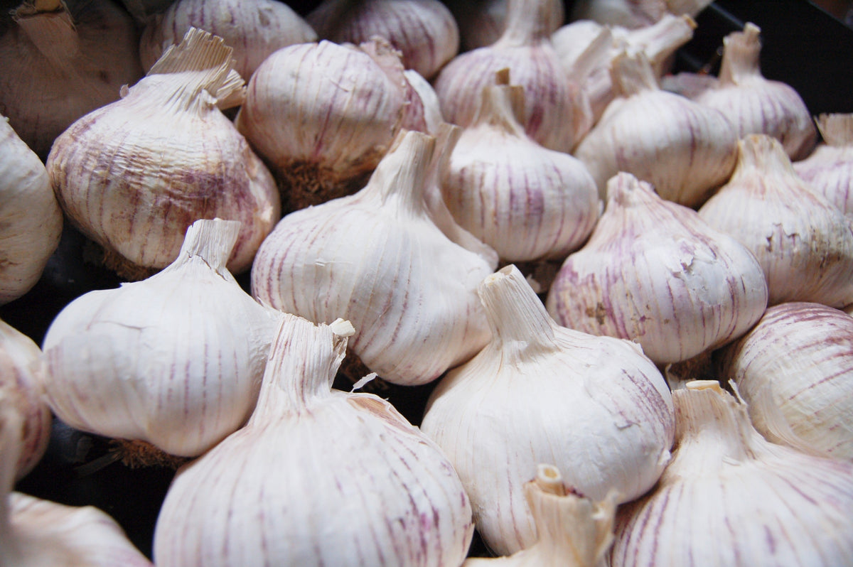 Close-up of raw garlic bulbs for comparison with black garlic